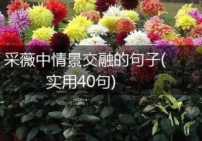 采薇中情景交融的句子(实用40句)