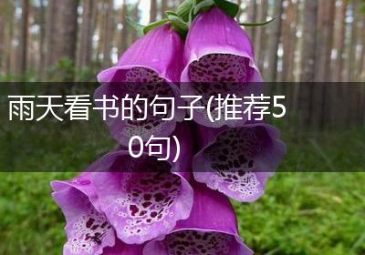雨天看书的句子(推荐50句)
