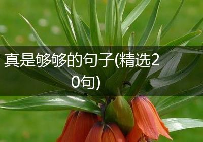 真是够够的句子(精选20句)