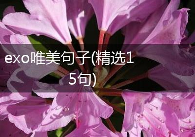 exo唯美句子(精选15句)