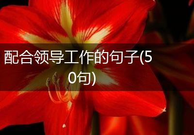 配合领导工作的句子(50句)