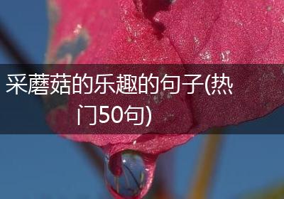 采蘑菇的乐趣的句子(热门50句)