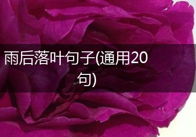 雨后落叶句子(通用20句)
