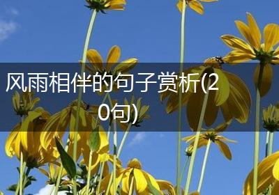 风雨相伴的句子赏析(20句)
