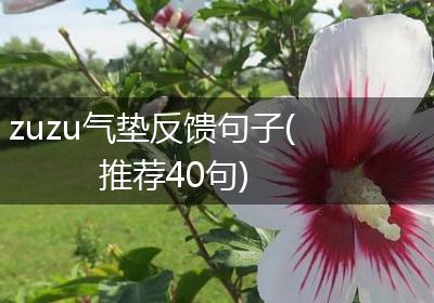 zuzu气垫反馈句子(推荐40句)