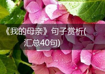 《我的母亲》句子赏析(汇总40句)