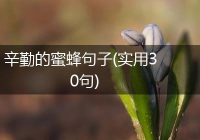 辛勤的蜜蜂句子(实用30句)