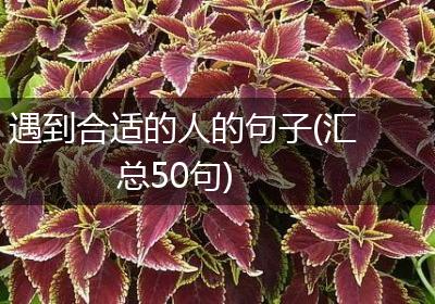 遇到合适的人的句子(汇总50句)