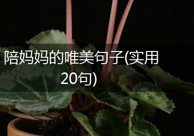 陪妈妈的唯美句子(实用20句)