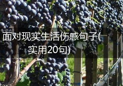 面对现实生活伤感句子(实用20句)
