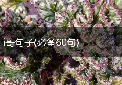 li哥句子(必备60句)