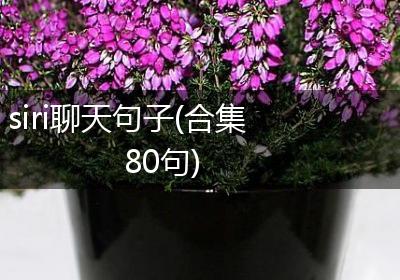 siri聊天句子(合集80句)