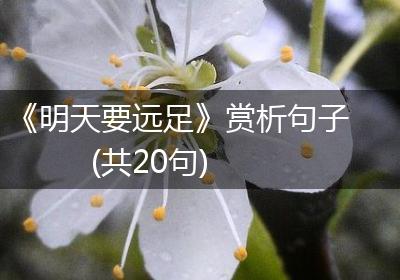 《明天要远足》赏析句子(共20句)