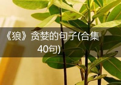 《狼》贪婪的句子(合集40句)