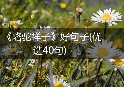 《骆驼祥子》好句子(优选40句)