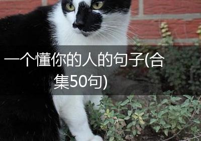 一个懂你的人的句子(合集50句)