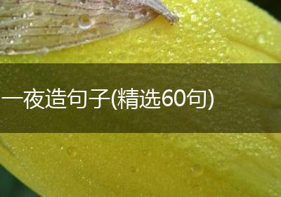 一夜造句子(精选60句)