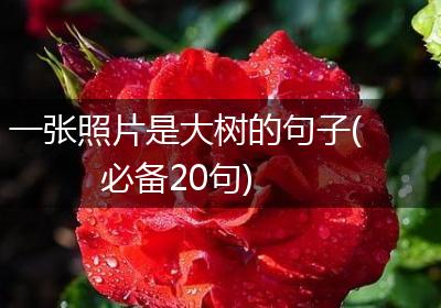 一张照片是大树的句子(必备20句)