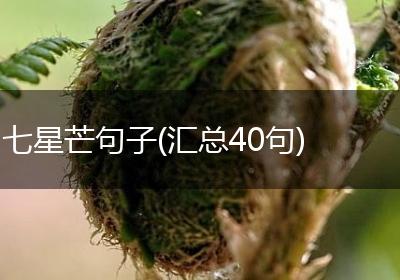 七星芒句子(汇总40句)