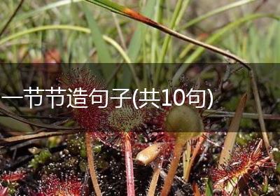 一节节造句子(共10句)