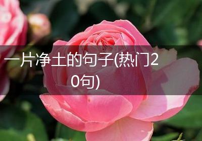 一片净土的句子(热门20句)