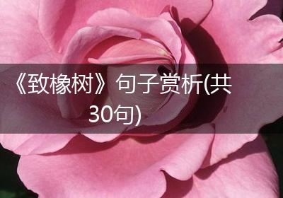 《致橡树》句子赏析(共30句)
