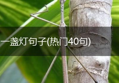 一盏灯句子(热门40句)