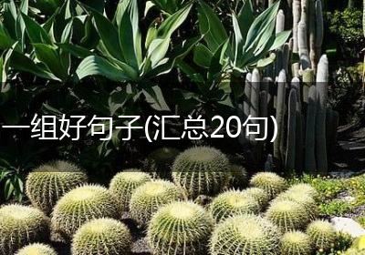 一组好句子(汇总20句)