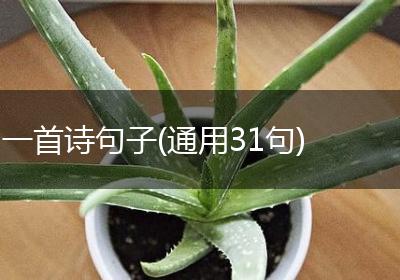 一首诗句子(通用31句)