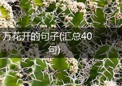 万花开的句子(汇总40句)