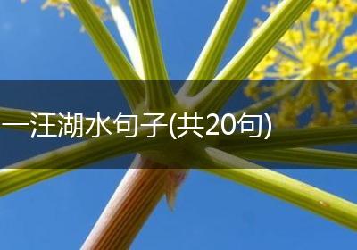 一汪湖水句子(共20句)