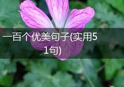 一百个优美句子(实用51句)