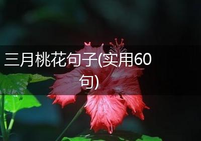 三月桃花句子(实用60句)