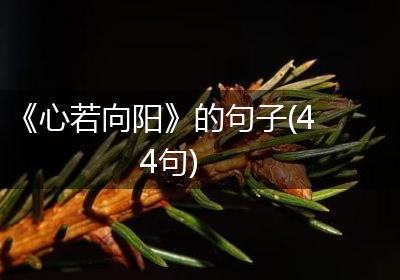 《心若向阳》的句子(44句)