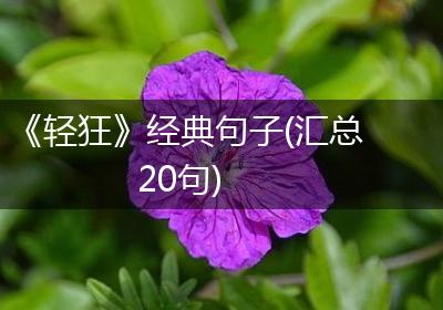 《轻狂》经典句子(汇总20句)