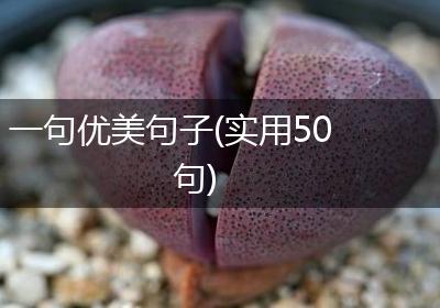 一句优美句子(实用50句)
