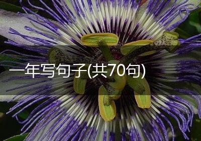 一年写句子(共70句)