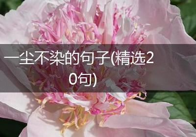 一尘不染的句子(精选20句)