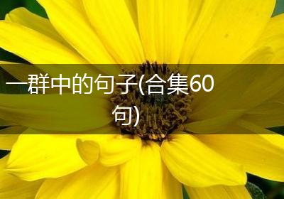 一群中的句子(合集60句)