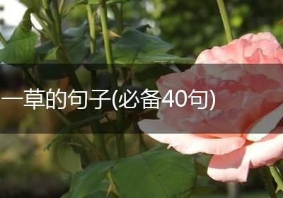 一草的句子(必备40句)