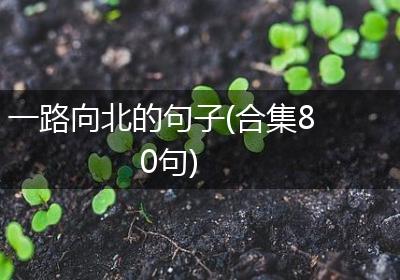 一路向北的句子(合集80句)