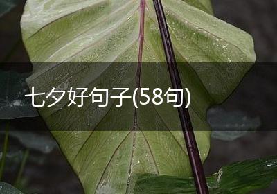 七夕好句子(58句)