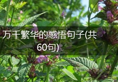 万千繁华的感悟句子(共60句)