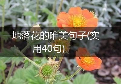 一地落花的唯美句子(实用40句)