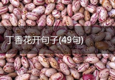 丁香花开句子(49句)