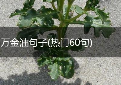 万金油句子(热门60句)