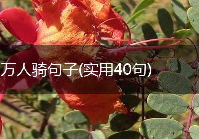 万人骑句子(实用40句)