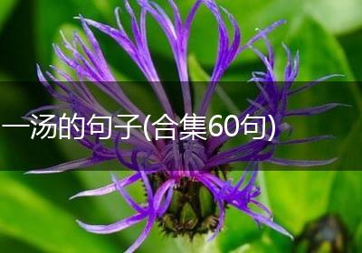 一汤的句子(合集60句)