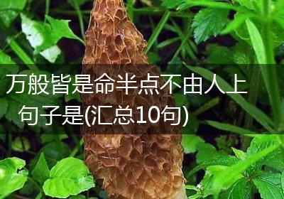 万般皆是命半点不由人上句子是(汇总10句)