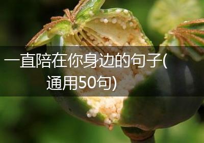 一直陪在你身边的句子(通用50句)